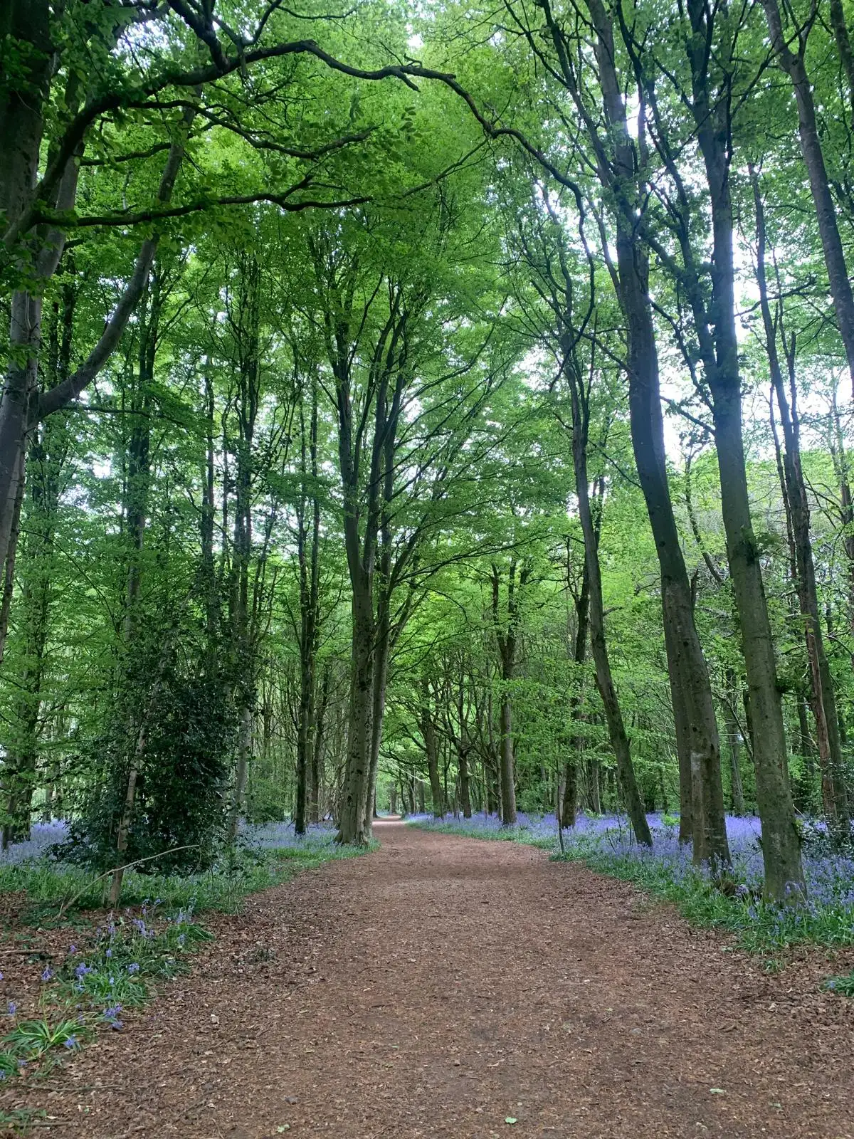 A quiet woodland path lined with bluebells, the kind of route used for Walk and Talk sessions.